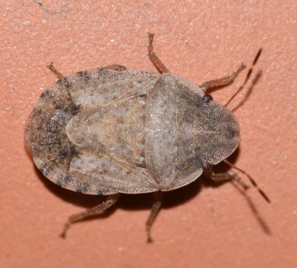 Pentatomidae: Sciocoris ressli - endemismo turco